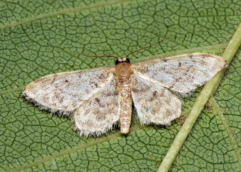 Idaea typicata ?